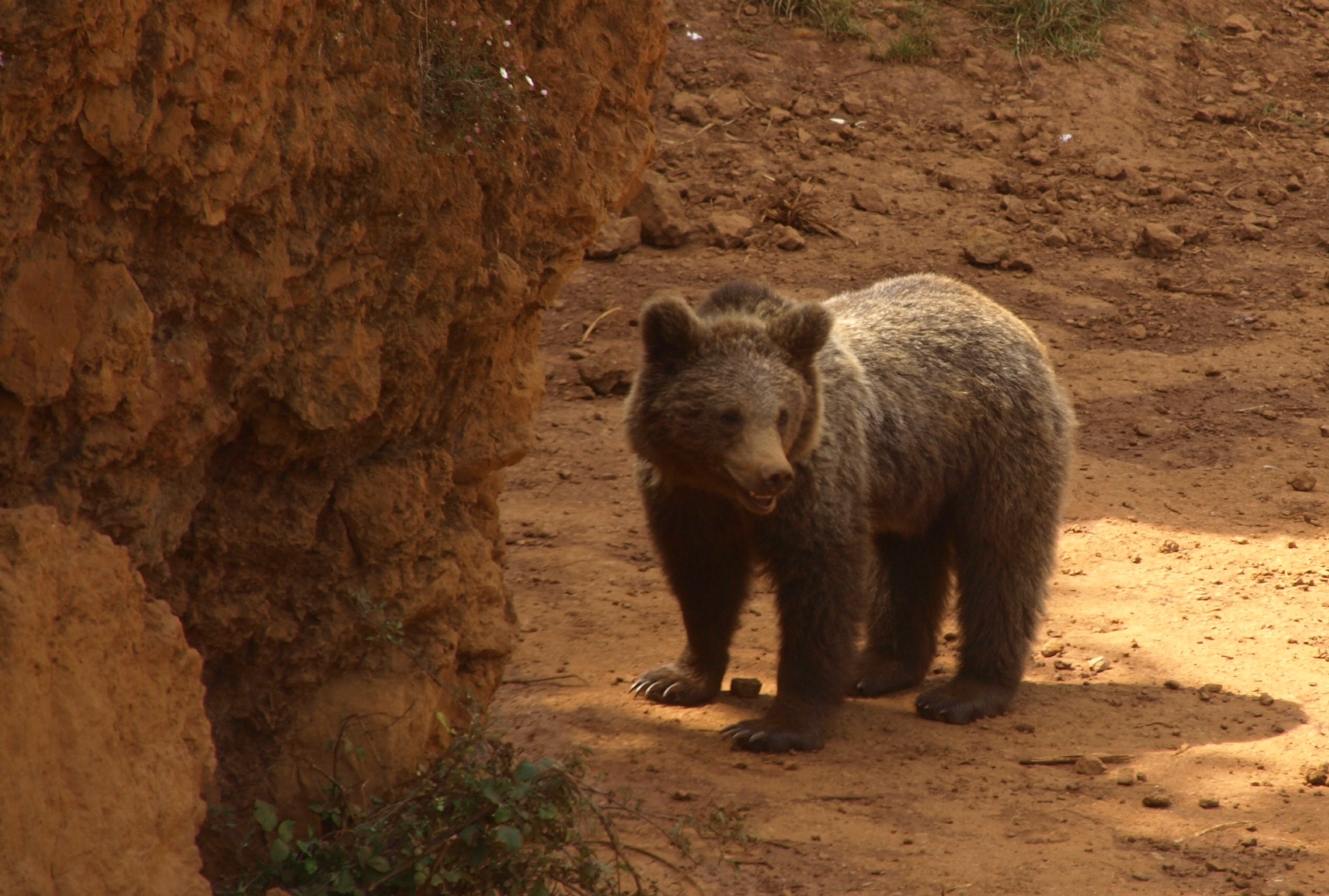 Oso pardo joven junto a una pared de roca rojiza en el Parque de la Naturaleza de Cabárceno